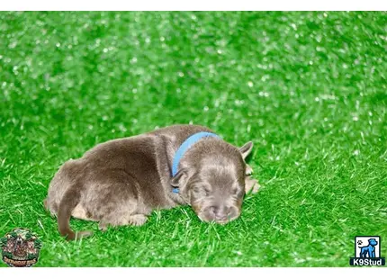 a pig lying in the grass